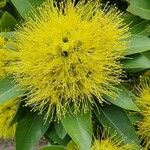 Xanthostemon chrysanthus Floare