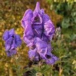 Aconitum variegatum Blüte