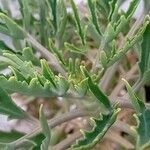 Kalanchoe laciniata Leaf