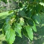 Hovenia dulcis Blad