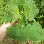 Smallanthus uvedalia Leaf