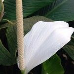 Spathiphyllum cannifolium 花
