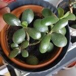 Crassula ovataFolio