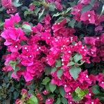 Bougainvillea spectabilisFlor