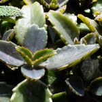 Kalanchoe daigremontiana Habitat