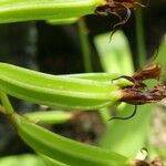 Oeoniella polystachys 果実