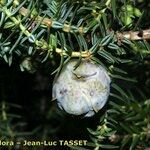 Juniperus drupacea Ffrwyth