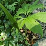 Arisaema dracontium পাতা