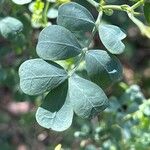 Coronilla valentina Blatt