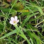 Petrorhagia saxifraga Flower