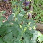 Aquilegia vulgaris ശീലം