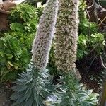 Echium simplex Квітка