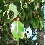 Ficus benjamina Hoja