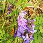 Vicia cracca Blomma