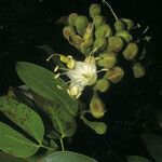 Hymenaea courbaril Flor