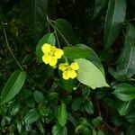 Stigmaphyllon ellipticum Hábito