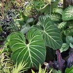 Philodendron gloriosum Blad