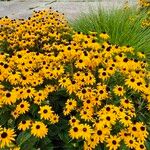 Rudbeckia fulgida花