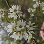 Amelanchier stolonifera Virág