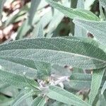 Salvia leucantha Leaf