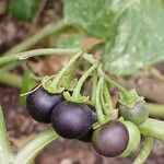 Solanum nigrum Gyümölcs