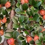 Cotoneaster horizontalis Levél