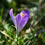 Crocus neapolitanus Flors