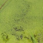 Lemna aequinoctialis Blatt