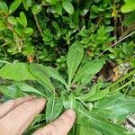 Crepis albida Leaf