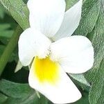 Viola arvensis Květ