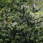 Metrosideros diffusa Blüte