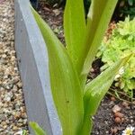 Himantoglossum hircinum Leaf