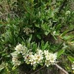 Pyracantha angustifolia Květ