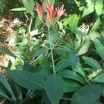 Aphelandra longiflora Λουλούδι