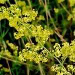 Galium × pomeranicum Kvet