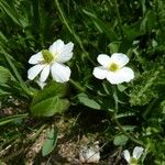 Ranunculus kuepferi Flor