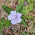 Ruellia humilis Kvet