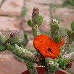 Austrocylindropuntia verschaffeltii फूल