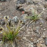 Castilleja tenuiflora Habitus