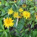 Buphthalmum salicifolium Flower