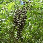 Sophora tomentosa Plod