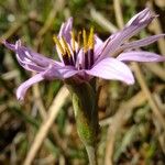 Tragopogon hybridus Otro