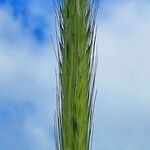 Hordeum bulbosum Flower