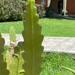 Epiphyllum phyllanthus Fuelha