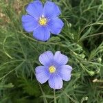 Linum perenne花