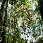 Agrostis gigantea Çiçek