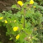 Calceolaria tripartita برگ