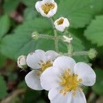 Fragaria moschata Flower