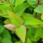 Hypericum × inodorum Leaf