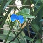 Commelina communis Cvet